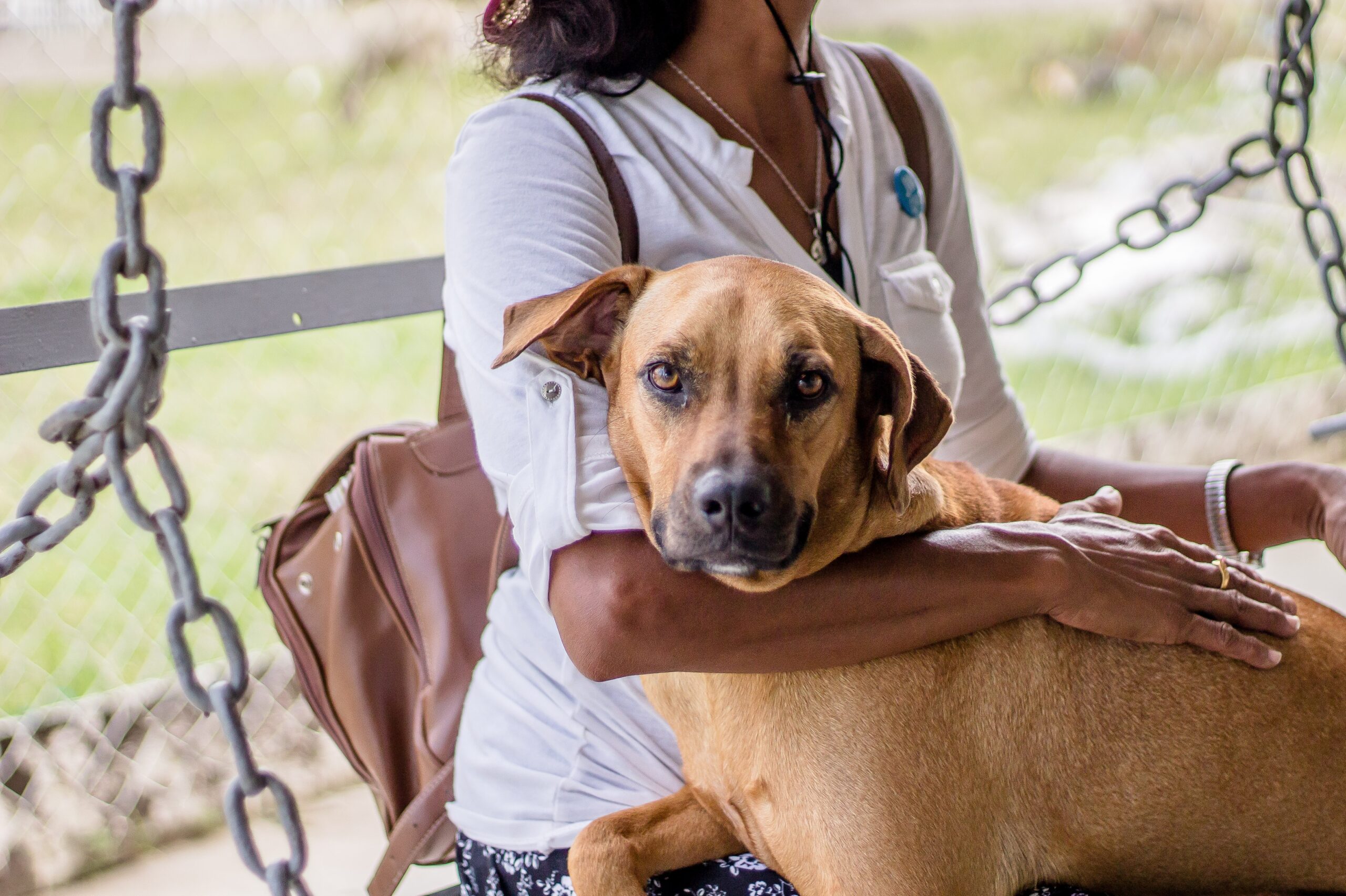 Parque de DiverCÃO: novo projeto de lei pretende criar espaços de lazer para pets em Itabirito